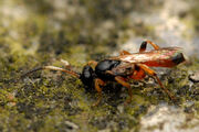 Ichneumon 2