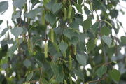 Silver Birch Catkins