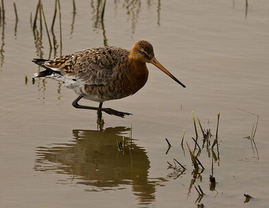Black tailed Godwit