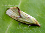 Agapeta hamana