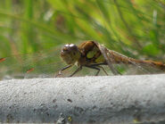 Common Hawker