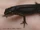 Immature Smooth Newt.jpg