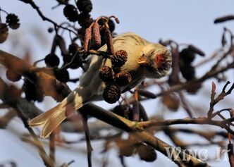 Coues' Arctic Redpoll S.Allen