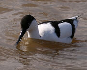 Avocet2