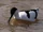 Avocet