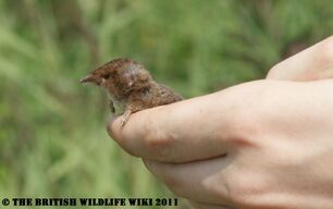 Common Shrew