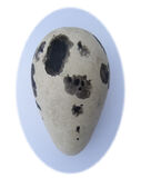 Guillemot Egg - Peter Rowland