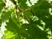 Celypha lacunana Wales