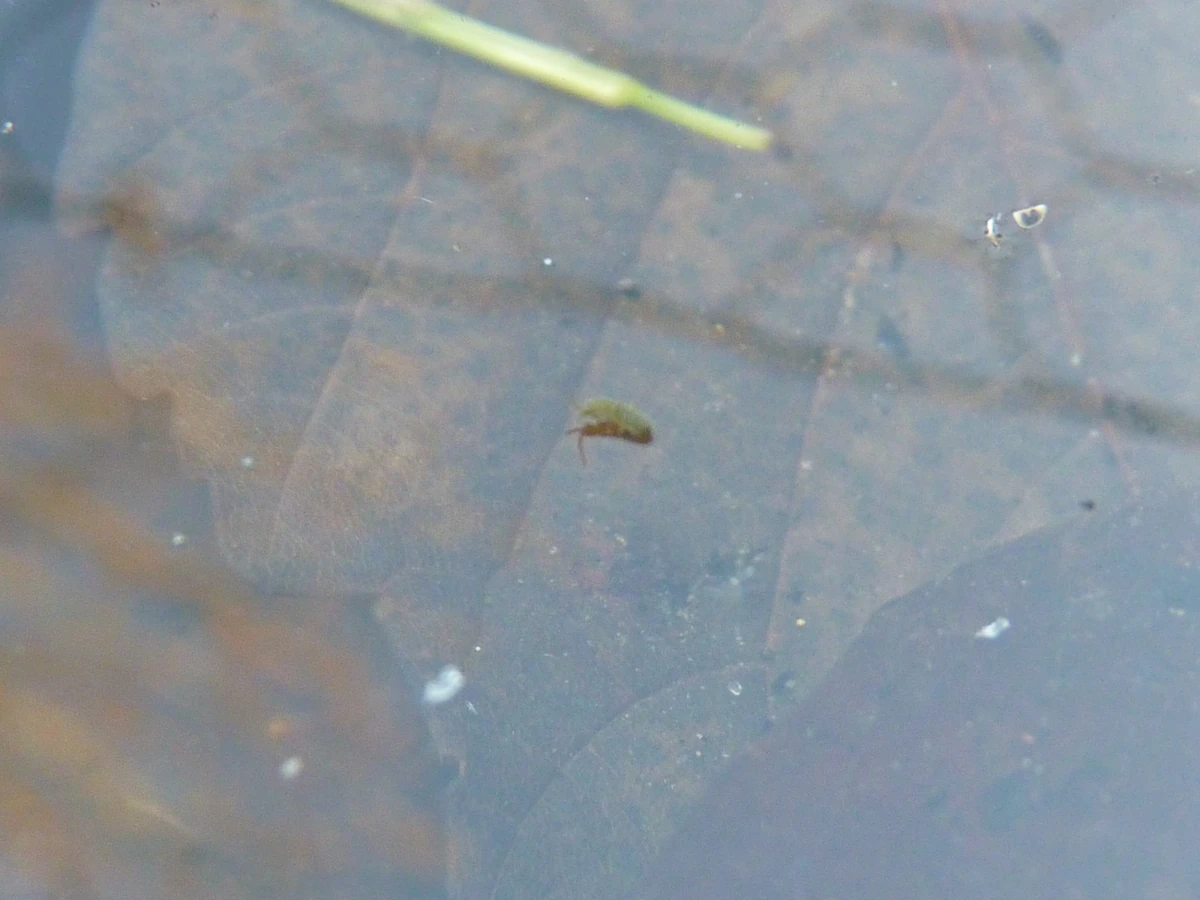 Podura aquatica British Wildlife Wiki Fandom