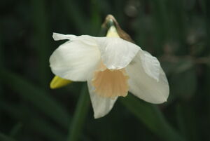 Daffodil
