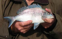 Black bream