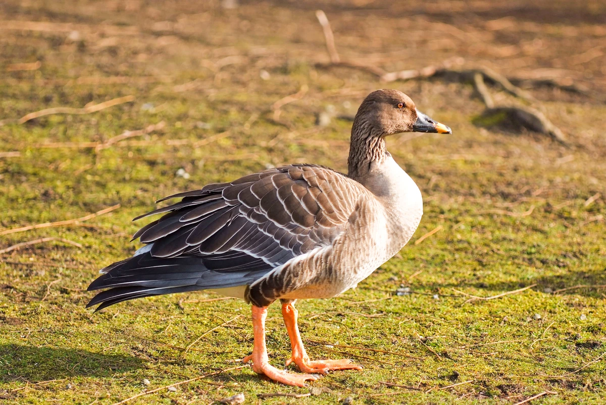 Taiga Bean Goose British Wildlife Wiki Fandom