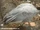 Bar-headed Goose