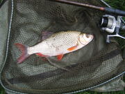 Rudd Rod-caught and returned approx 700 g