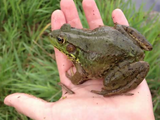 American Bull Frog