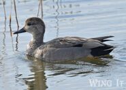 Gadwall - Stephen Allen