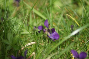 Common Dog Violets