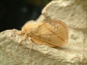 Euthrix potatoria Drinker