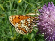 Melitaea athalia 01 (HS).jpg (663 KB) Melitaea athalia 01 (HS)
