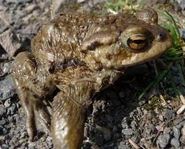 Bufo bufo.jpg (26 KB) Bufo bufo