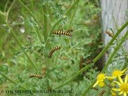 Cinnabar Caterpillars on a Ragwort plant - WWC Archives