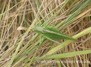 Great Green Bush Cricket