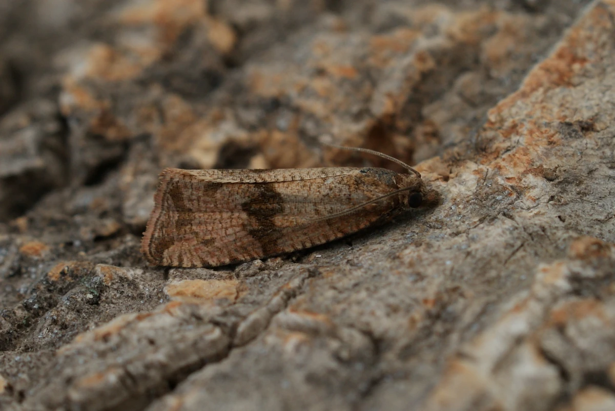 Celypha striana British Wildlife Wiki Fandom
