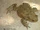 Common Toad