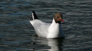 Black Headed Gull