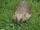 Hedgehogsteve.JPG