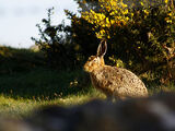 European Hare