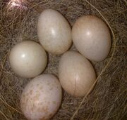 Robin eggs