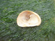 Underside of Slipper Limpet - WWC Archives