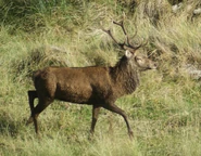 Red Deer - WWC Archives