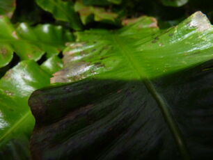 Hart's-tongue Fern Close