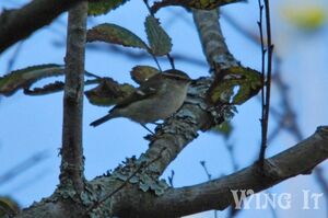 Yellow-browed Warbler (S