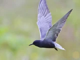 Black Tern