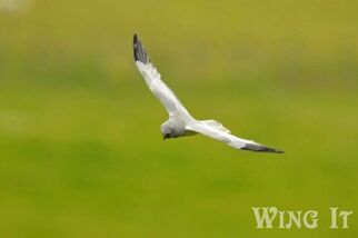 Hen Harrier (S