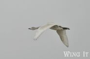 Bewick's Swan in flight - Stephen Allen