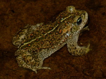 Natterjack Toad 3