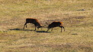 Red Deer - Toby Cowper