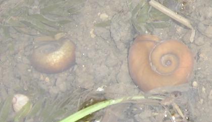 Red Ramshorn Snails with lot of Babies 