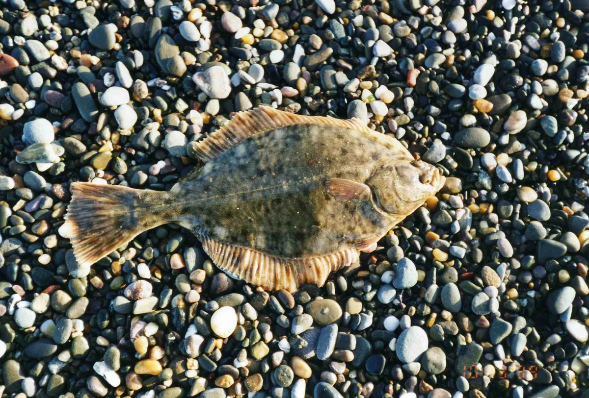 Flounder British Wildlife Wiki Fandom