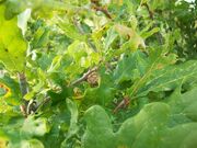 Artichoke Gall