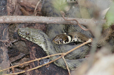 Grass snake playing dead - Reptiles and Amphibians of the UK - Forum