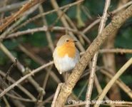 Robin.jpg (28 KB) Robin