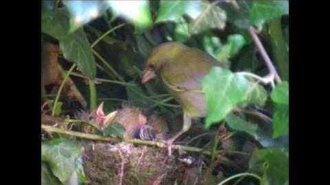 Greenfinch | British Wildlife Wiki | Fandom