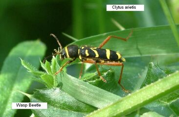 Wasp Beetle