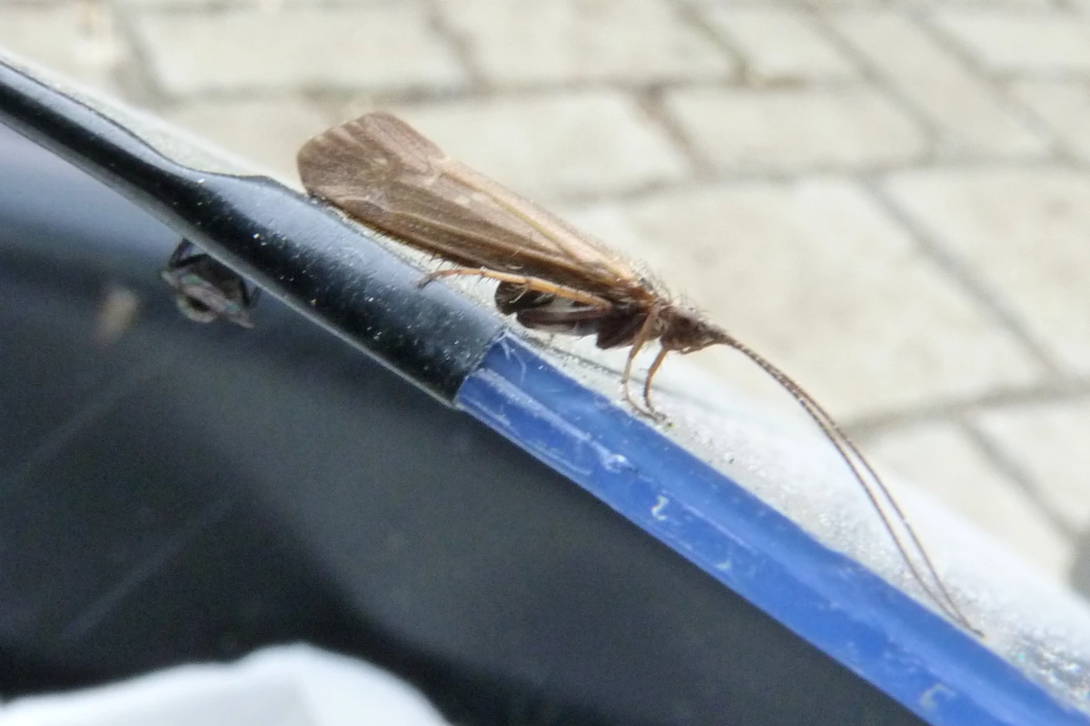 Welshman's Button Caddisfly British Wildlife Wiki Fandom