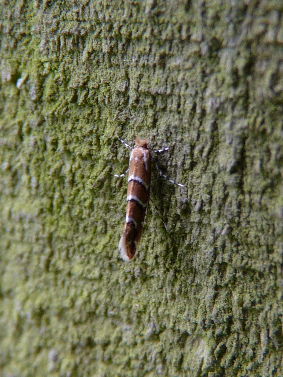 Horse Chestnut Leaf Miner British Wildlife Wiki Fandom